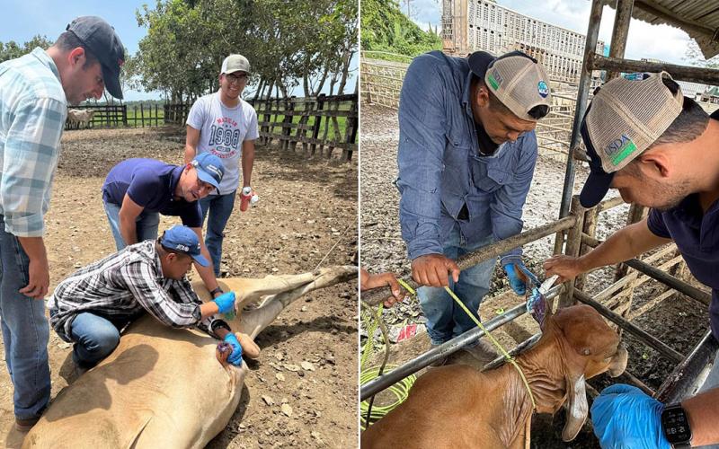 Curan a más de cuatro mil bovinos contra el Gusano Barrenador