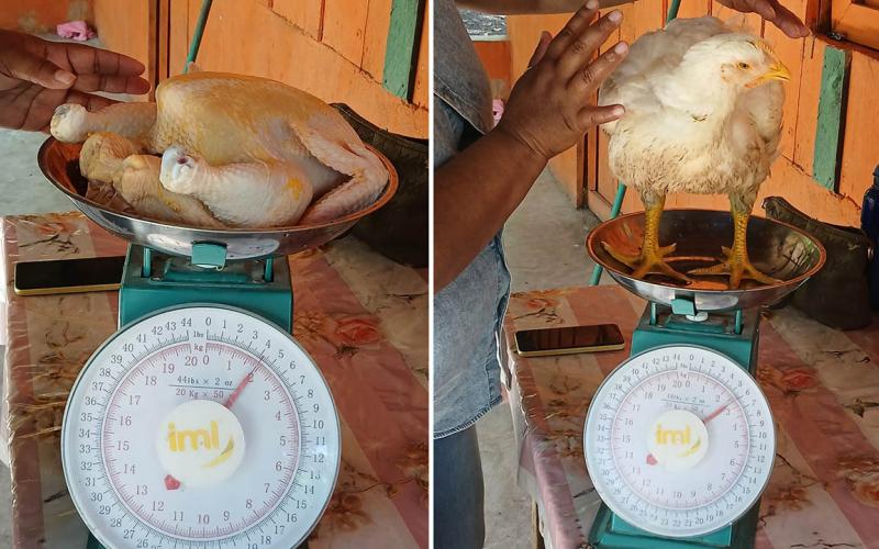 Avanza producción de pollo de engorde en comunidades de San Francisco