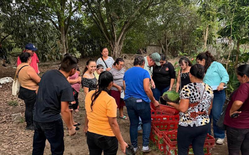 Cosechan alimentos en huerto comunal de Santa Rosa
