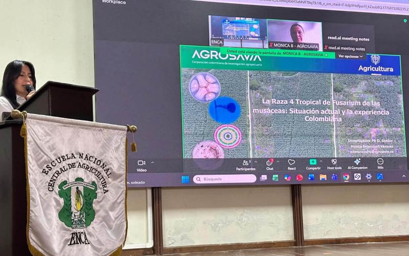 Productores y estudiantes fortalecen la prevención de cultivos de banano contra el Fusarium R4T