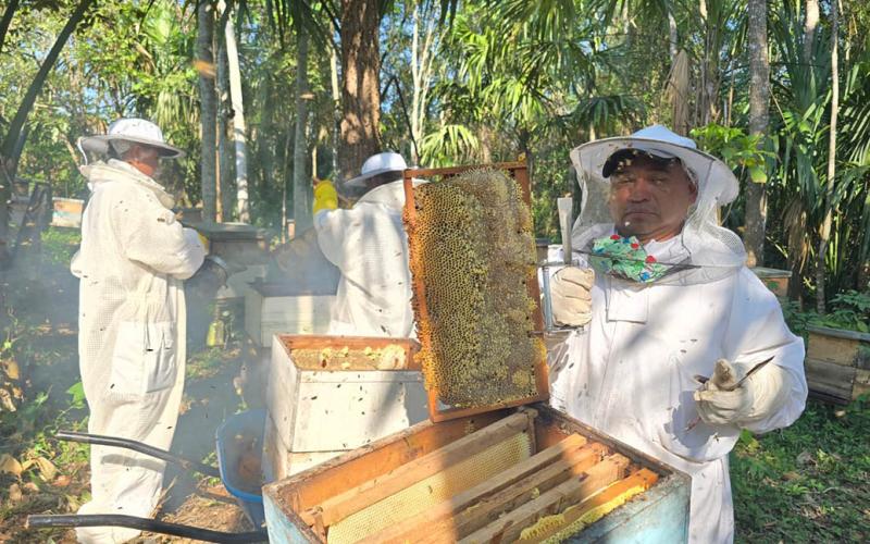 Cosechan más de mil libras de miel en San Andrés