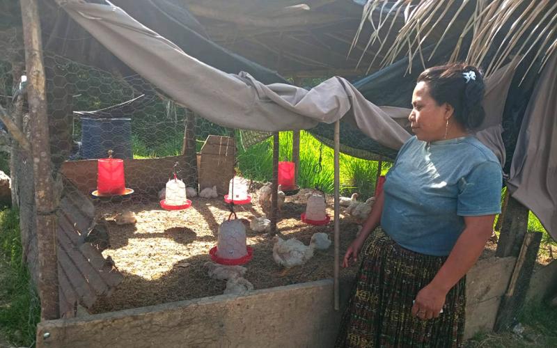 Apoyo técnico a producción avícola de San Luis