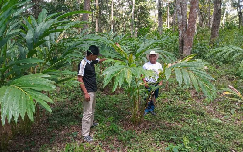 Brindan asistencia a productores de cardamomo en Petén