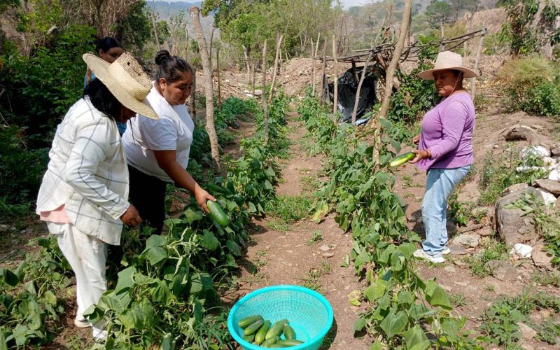 Producción de hortalizas tecnificadas fortalece economía de familias en Zacapa 