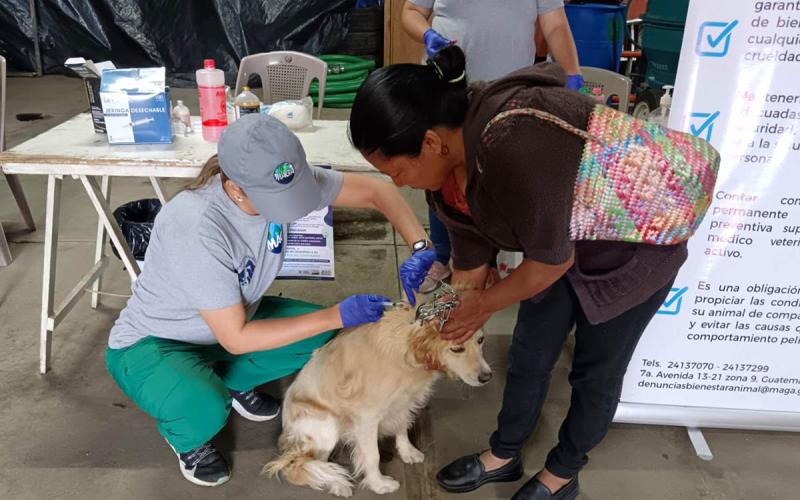 Fortalecen prevención del gusano barrenador en Sacatepéquez
