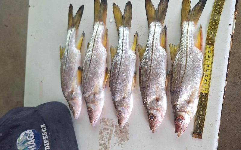 Realizan sexto monitoreo de pesca en el Caribe guatemalteco