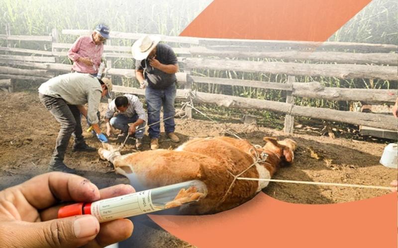 Acciones para prevenir y controlar el gusano barrenador
