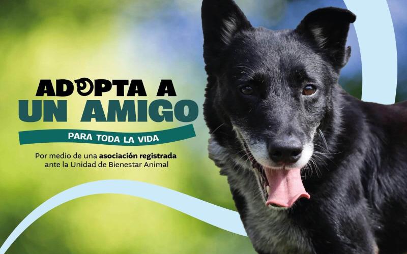 Requisitos para adoptar a un amigo fiel con la UBA
