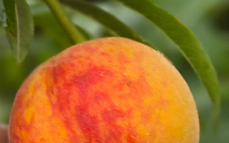 Cultivo de melocotón reporta excelente producción en el valle de Quetzaltenango
