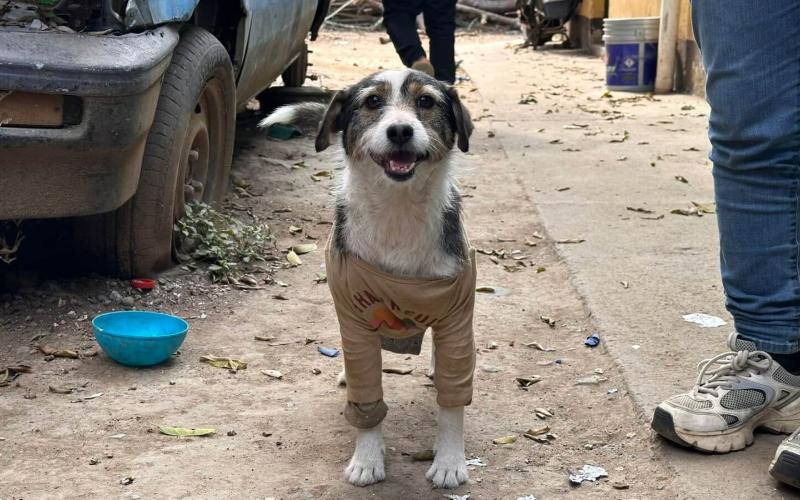 Lucha contra el abandono empieza en casa