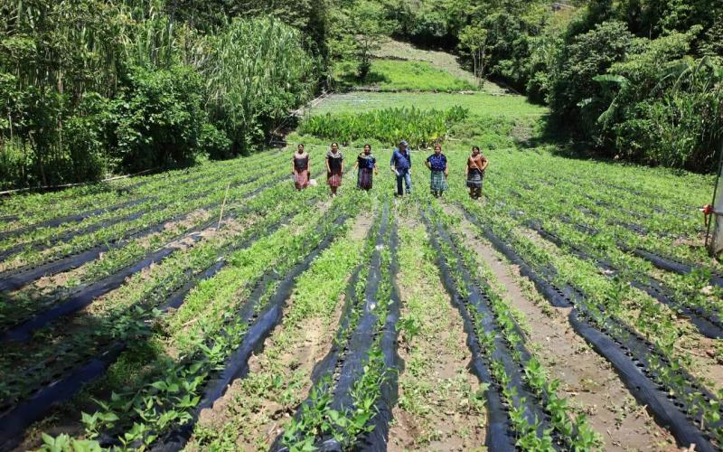 Los trópicos y la agricultura sostenible, un compromiso con la seguridad alimentaria
