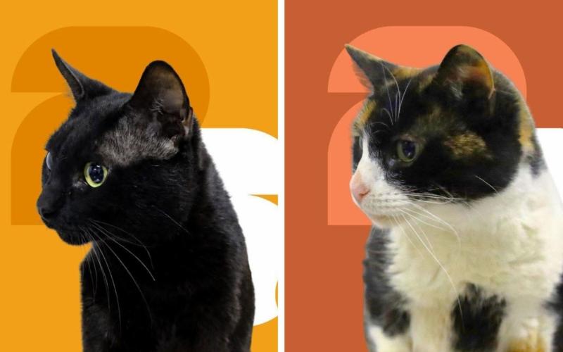 Estos gatitos buscan una familia que les regale amor y un hogar para siempre