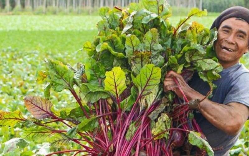Día Mundial de las Verduras y Hortalizas Frescas
