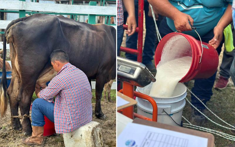 Calidad del hato lechero petenero destaca en concurso de ordeño