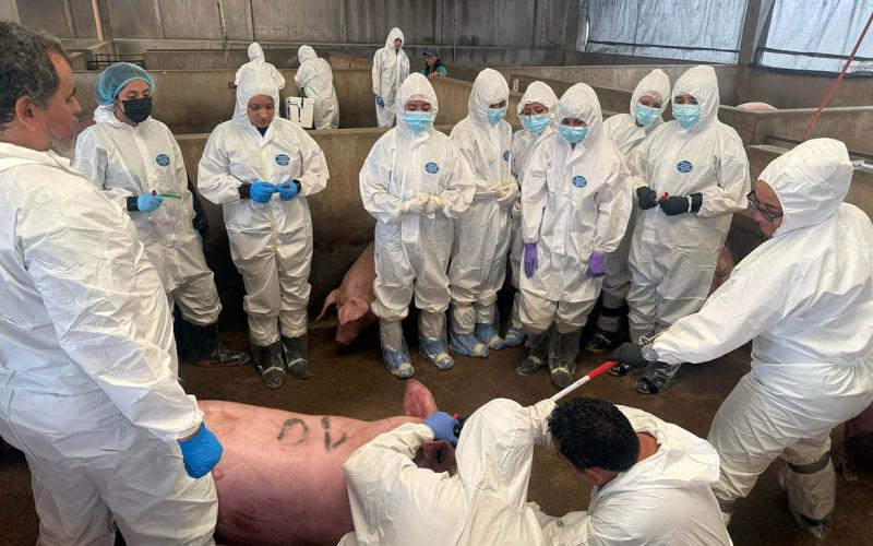Futuros veterinarios mejoran conocimientos para la detección de enfermedades porcinas