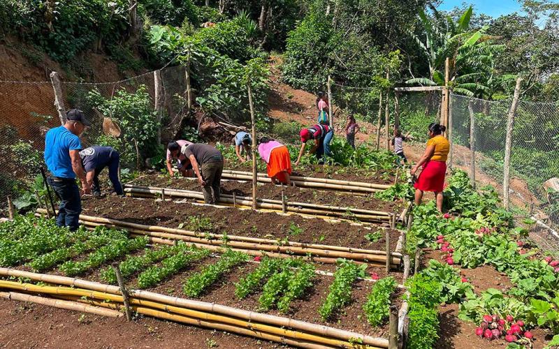 Cosecha exitosa en comunidades de Jocotán impulsa la disponibilidad de alimentos