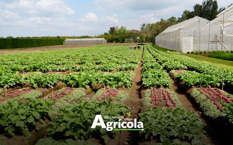 Diccionario Agrícola: Diversificación de Cultivos