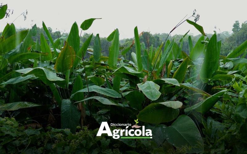 Diccionario Agrícola: Zonas de Recarga Hídrica