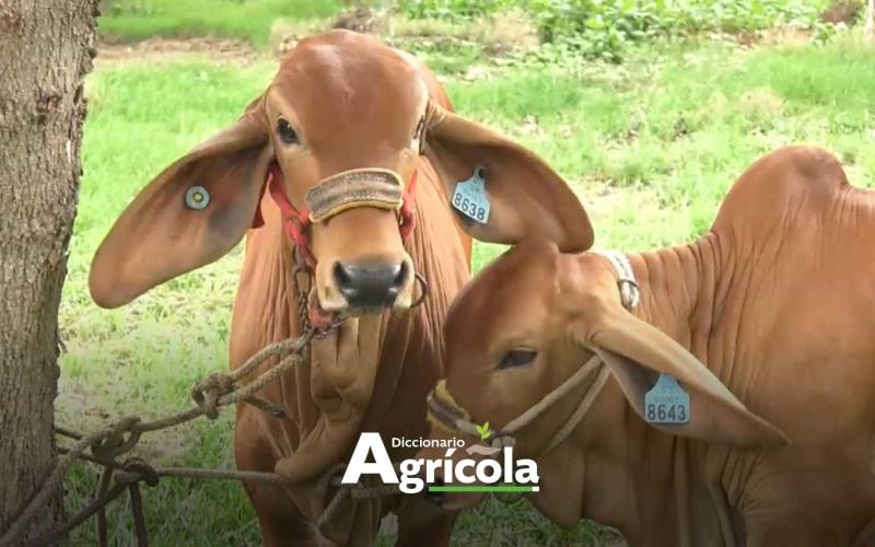 Diccionario Agrícola: Trazabilidad