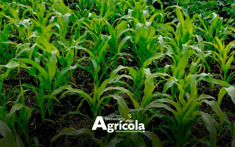 Diccionario Agrícola: Asociación de Cultivos
