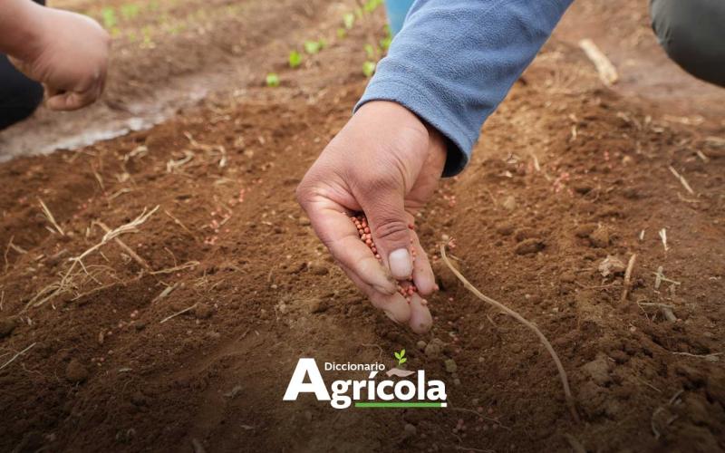 Diccionario Agrícola: Selección de semilla en campo