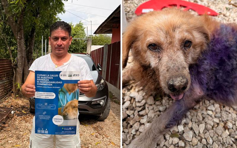 Verifican evolución de perro afectado por Gusano Barrenador