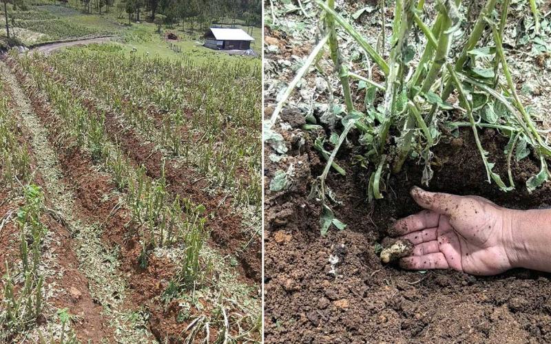 Promueven acciones sostenibles para prevenir la desertificación y enfrentar la sequía