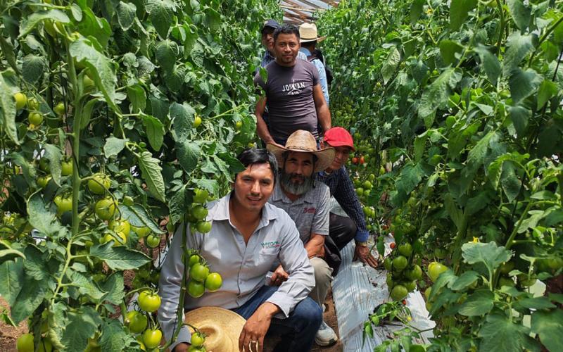 En Tejutla impulsan variedades resistentes en cultivos de tomate 