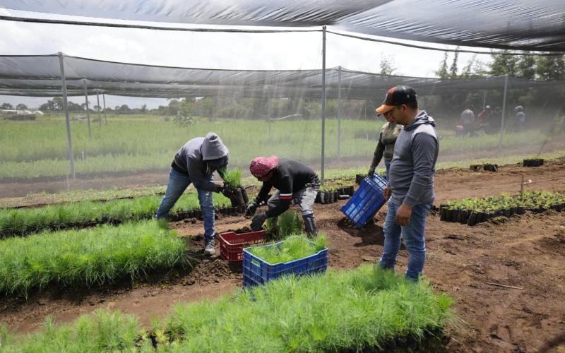 Entrega de plantas forestales fortalece la restauración de cuencas y el desarrollo rural
