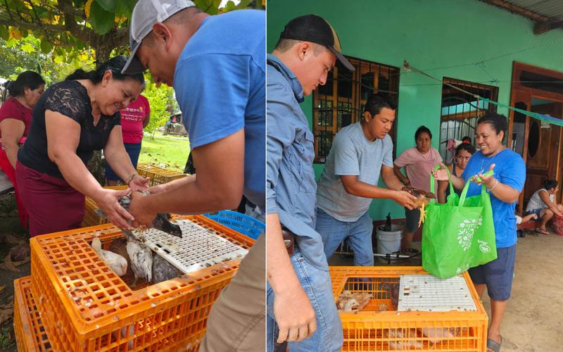 Entregan más de tres mil aves mejoradas a familias rurales en Petén