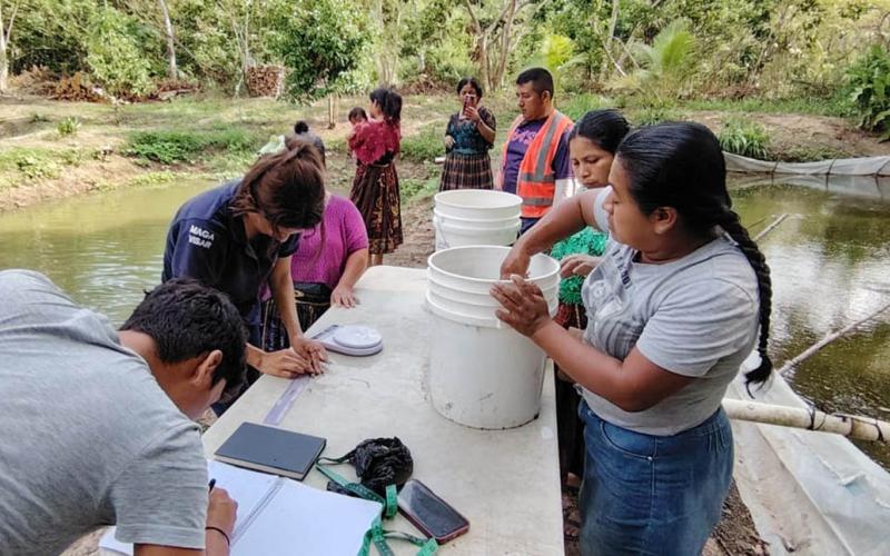 Fortalecen capacidades en cultivo de tilapia en Sayaxché