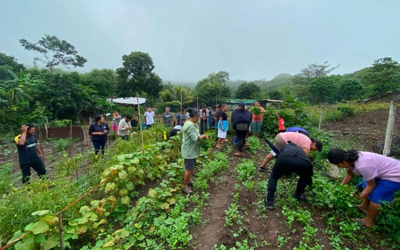 Cosecha de hortalizas fortalece seguridad alimentaria en Villa Canales