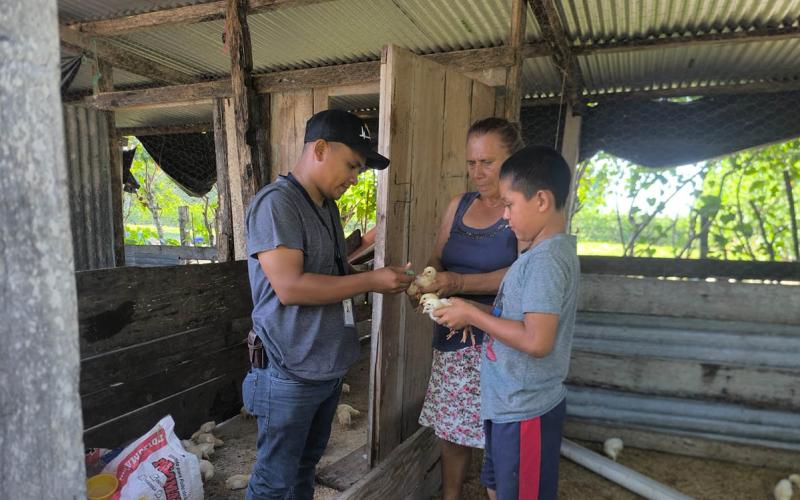 Jornada de vacunación fortalece la sanidad avícola en Melchor de Mencos