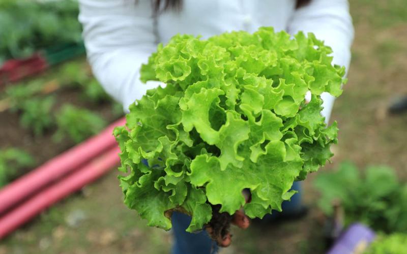 ¿Conoce los beneficios de consumir lechuga?