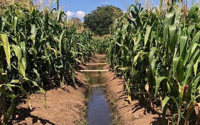Lluvias intensas y altas temperaturas elevan riesgos para cultivos y ganado