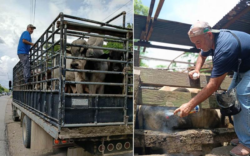 Inspeccionan más de 10 mil animales en prevención por el gusano barrenador