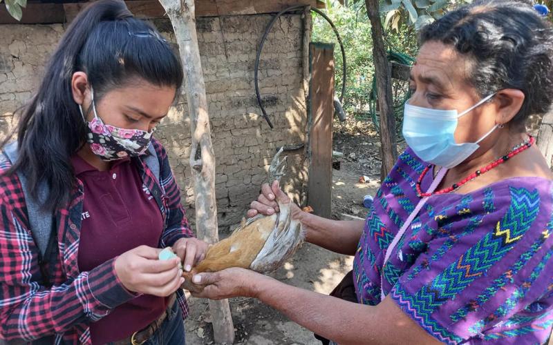 Más de 106 mil aves de traspatio protegidas mediante jornadas de vacunación