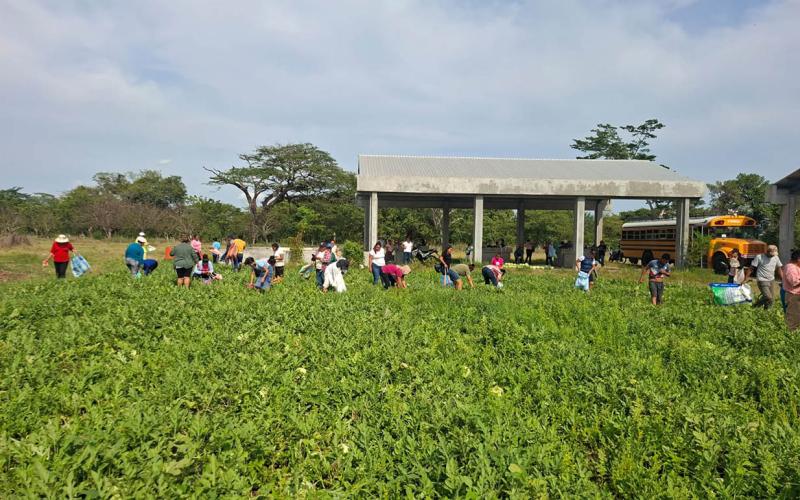 Productores de Santa Rosa abastecen sus hogares con cultivos de ciclo corto