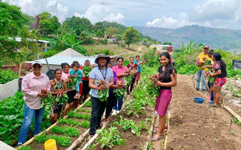 Productores de Santa Rosa diversifican cultivos y recolectan excedentes de rábano