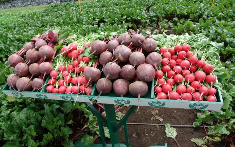 La importancia de las verduras y hortalizas frescas