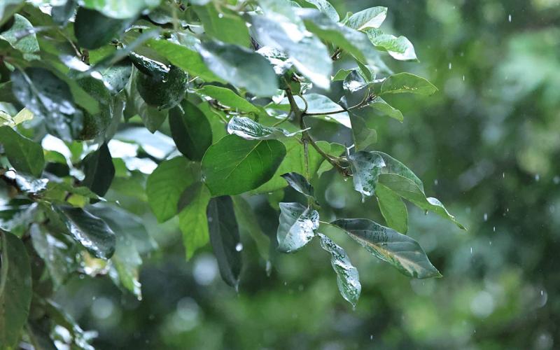 Recomendaciones por la temporada lluviosa y condiciones de humedad en el país