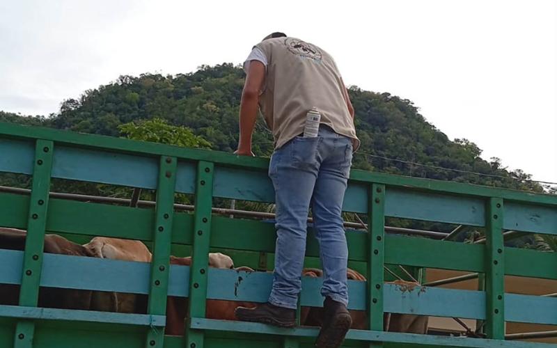 Refuerzan vigilancia preventiva por el Gusano Barrenador en Modesto Méndez