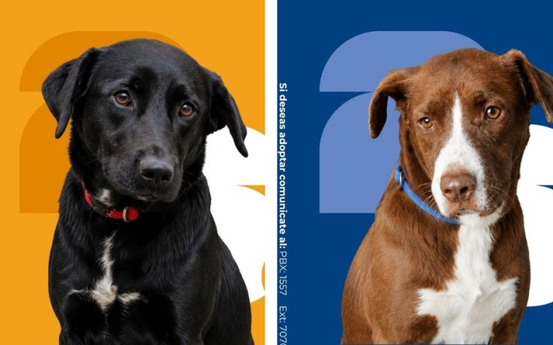 ¿Está listo para adoptar? 