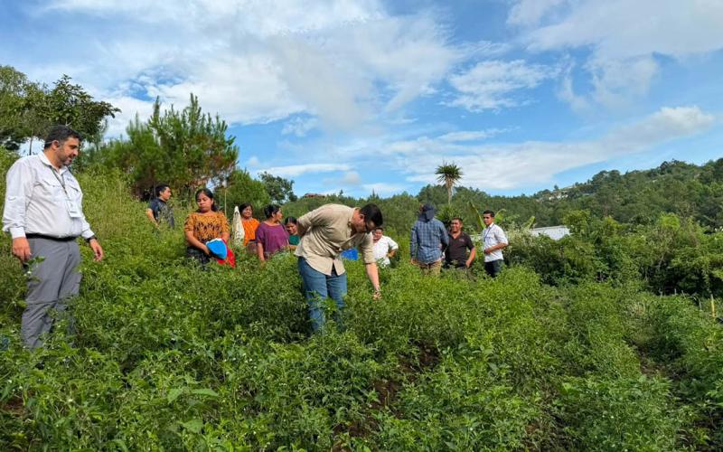 Optimizan cultivo de hortalizas en comunidad de San Pedro Carchá con sistema de minirriego