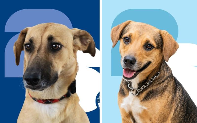 ¿Está listo para adoptar a su nuevo mejor amigo?