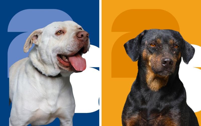 ¿Te gustaría adoptar a un buen amigo?