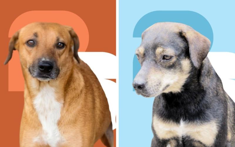 Ellos buscan una familia. Conoce el álbum de perritos en adopción
