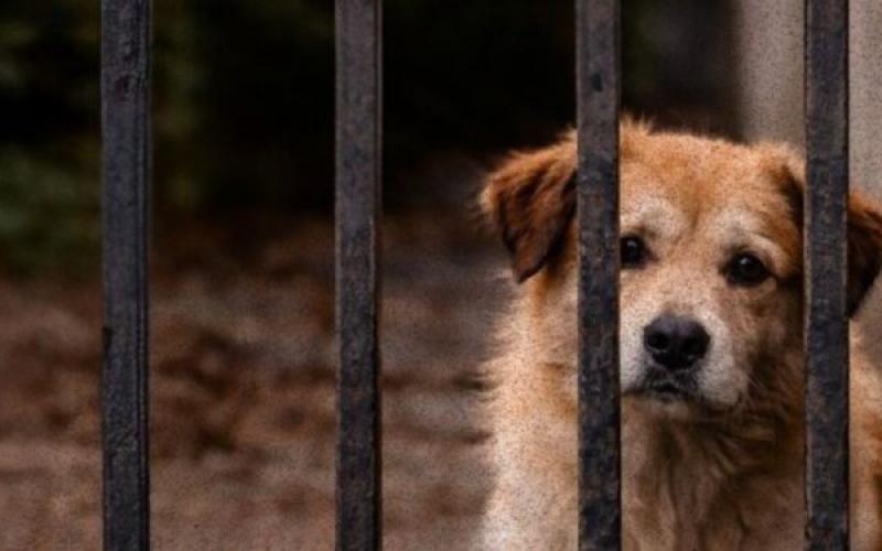 ¿Cómo denuncio un caso de maltrato animal?