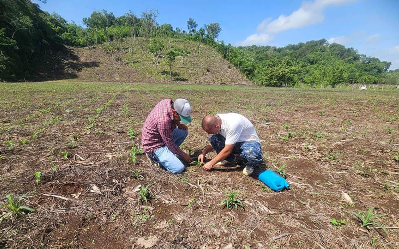 Visita técnica fortalece el manejo del cultivo de maíz en comunidad rural de Petén