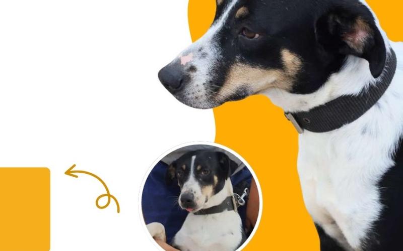Adopta a un amigo con la UBA